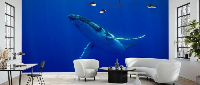 PHOTOWALL / Swimming Humpback Whale (e93369)