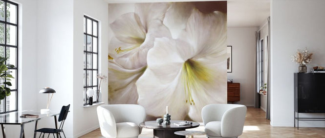 PHOTOWALL / White Amaryllis (e93535)