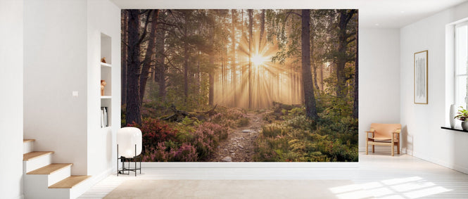 PHOTOWALL / Forest Sunray (e97257)