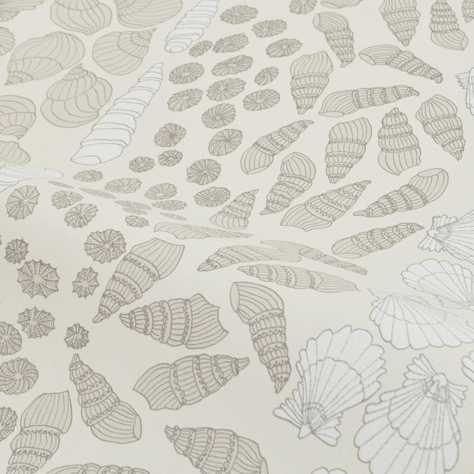 Abigail Edwards / Shells Cockle