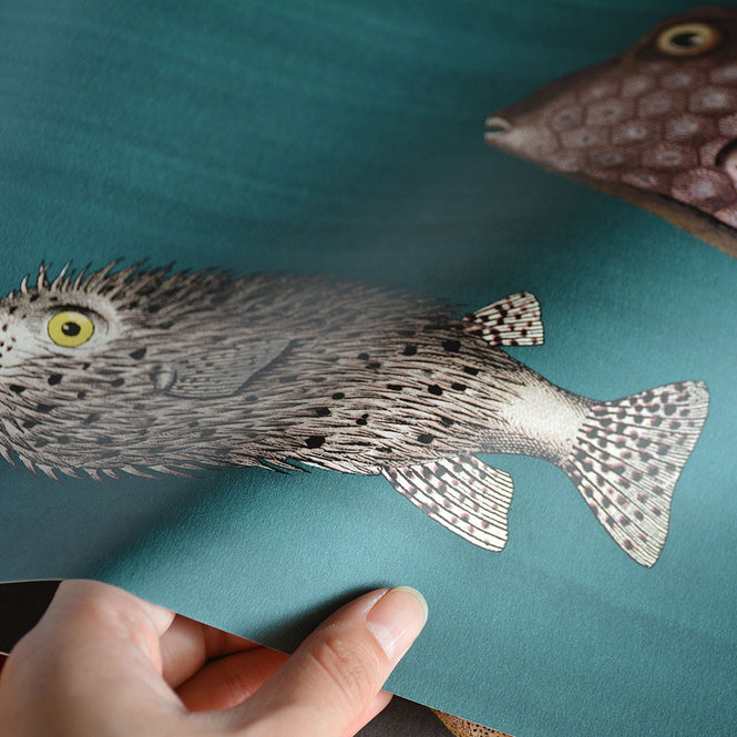 Cole&son / FORNASETTI 2018 ACQUARIO 114/12024