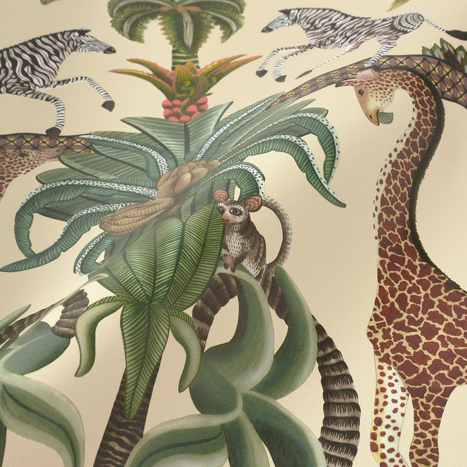 Cole&son / ARDMORE JABULA / AFRIKA KINGDOM 119/5026