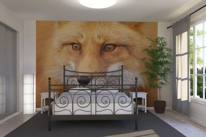 PHOTOWALL / Red Fox (e19131)