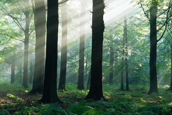 PHOTOWALL / Morning Sunshine (e6350)