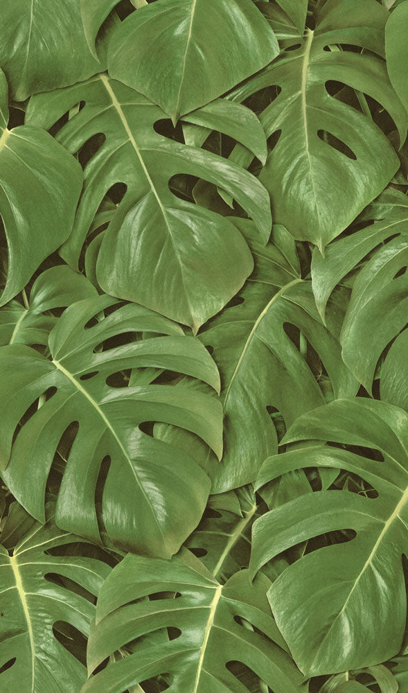 rasch(ラッシュ) / 441802 (freundin)