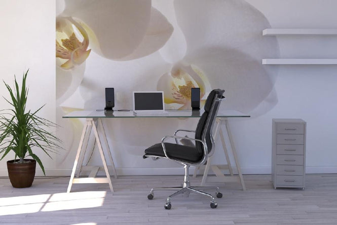 PHOTOWALL / White Orchids (e6155)