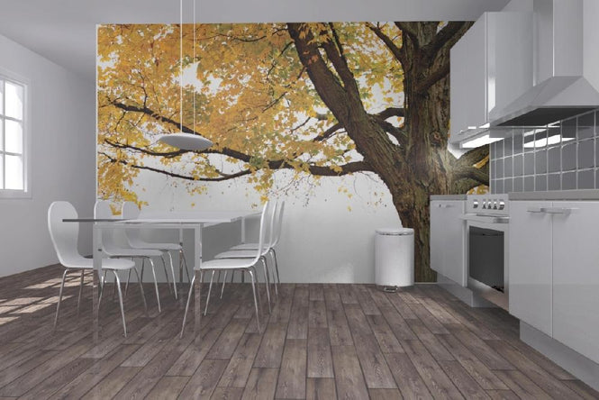 PHOTOWALL / Autumn Maple Tree (e10191)