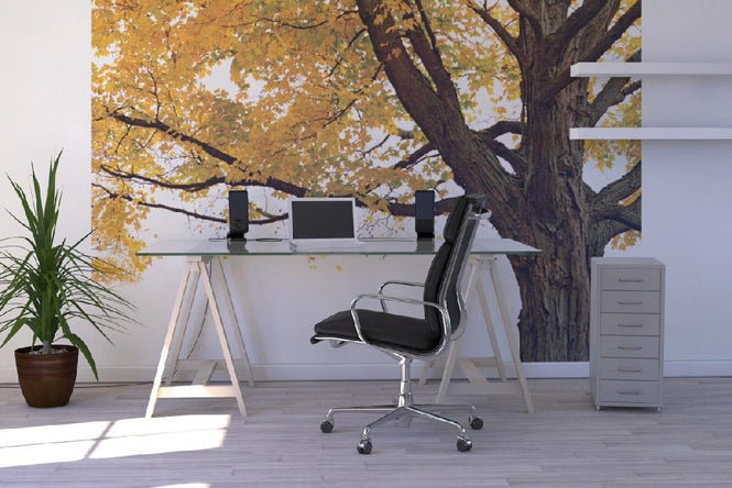 PHOTOWALL / Autumn Maple Tree (e10191)