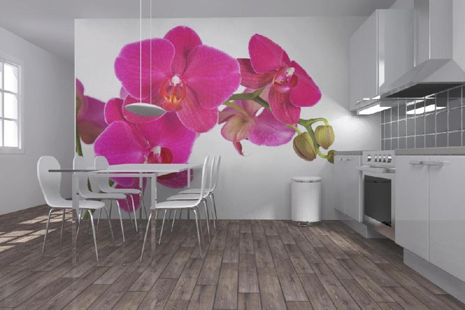 PHOTOWALL / Orchid - White Background (e19498)