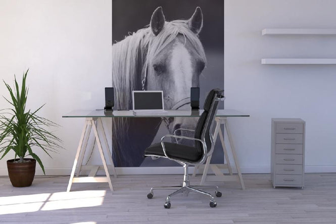 PHOTOWALL / Horse (e19476)