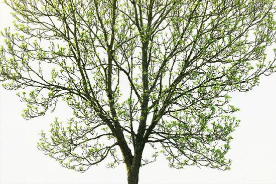 PHOTOWALL / Tree Branches 2 (e19420)