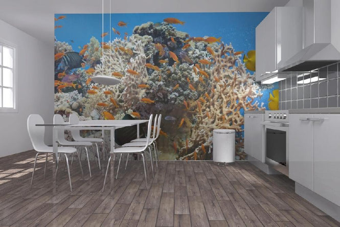 PHOTOWALL / Coral Reef Scene - Panorama (e19873)
