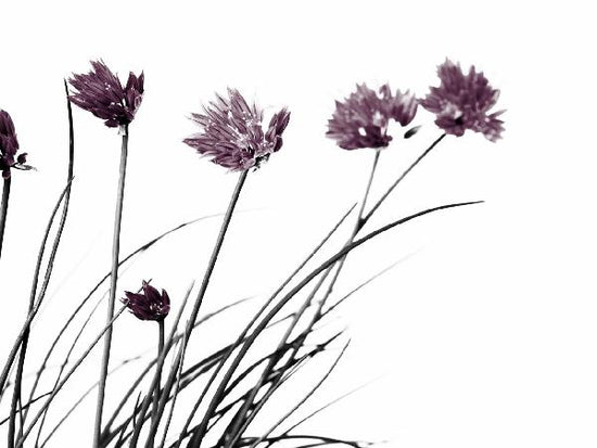 PHOTOWALL / Lovely Flowers - Colorsplash (e20357)