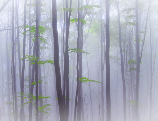 PHOTOWALL / Misty Woods (e22390)