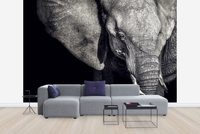 PHOTOWALL / Beautiful Elephant (e22543)