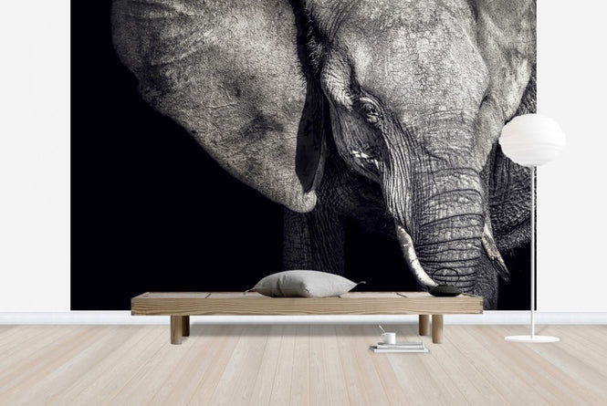PHOTOWALL / Beautiful Elephant (e22543)