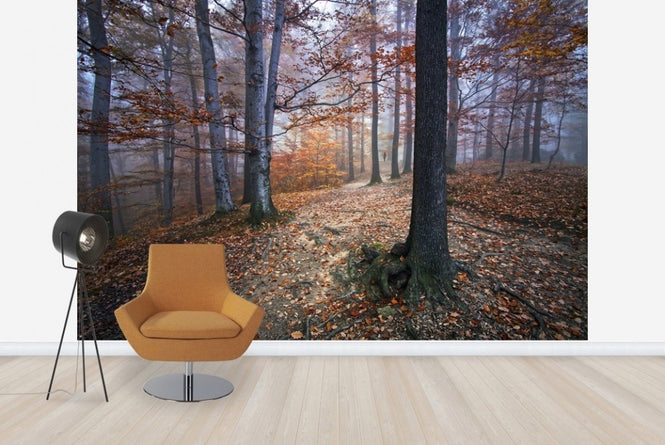 PHOTOWALL / Autumn Forest (e22553)