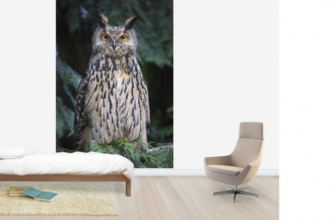 PHOTOWALL / Owl (e22569)