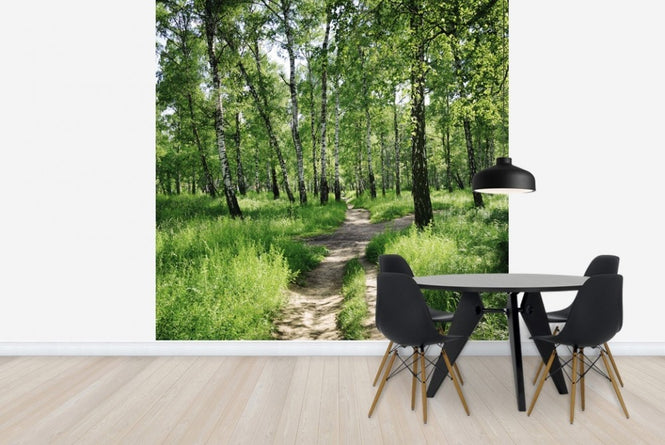 PHOTOWALL / Birch Forest on Sunny day (e23168)