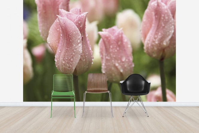 PHOTOWALL / Tulips After Rain (e23403)