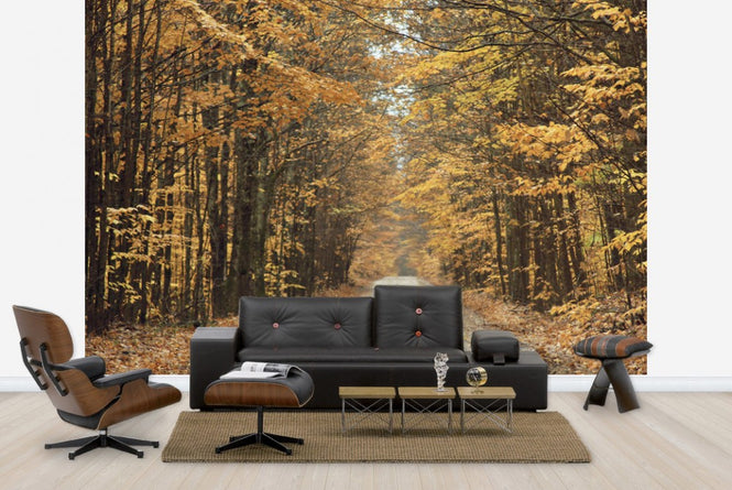 PHOTOWALL / Autumn Country Road (e23409)
