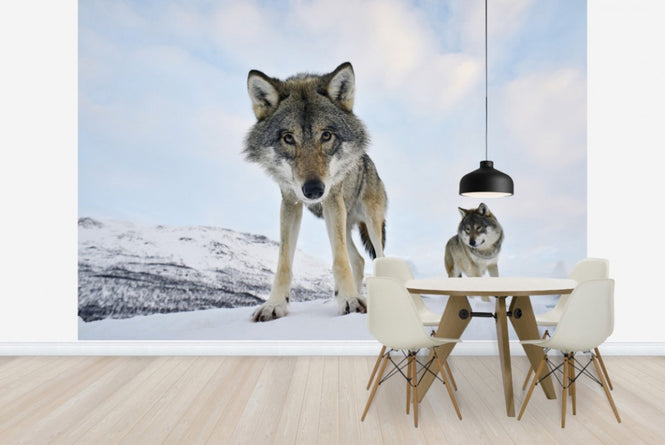 PHOTOWALL / Interested Grey Woolf (e23646)