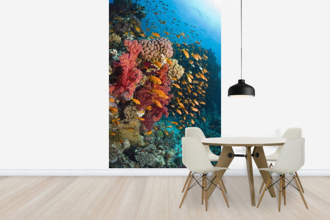 PHOTOWALL / Soft Corals (e23650)