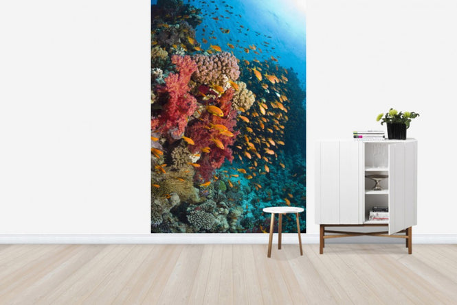 PHOTOWALL / Soft Corals (e23650)