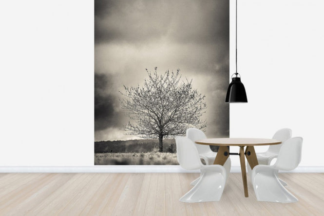 PHOTOWALL / Tree in Halland - Sweden (e23695)