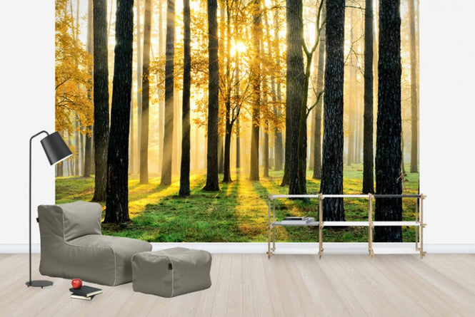 PHOTOWALL / Morning Scene (e40147)