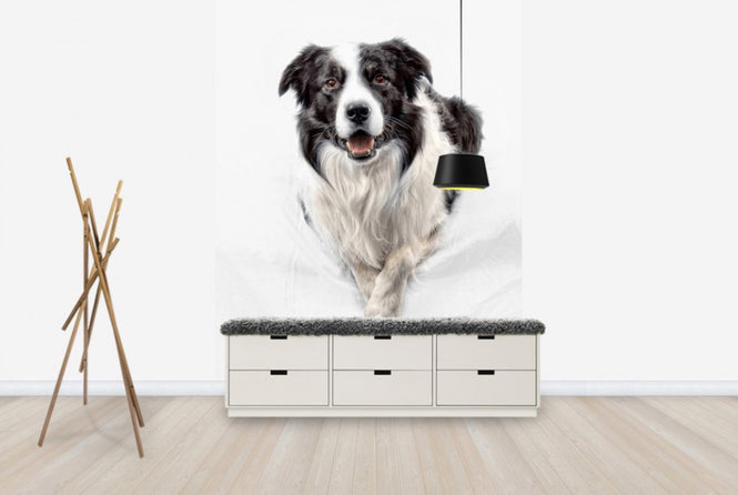 PHOTOWALL / Border Collie (e24076)