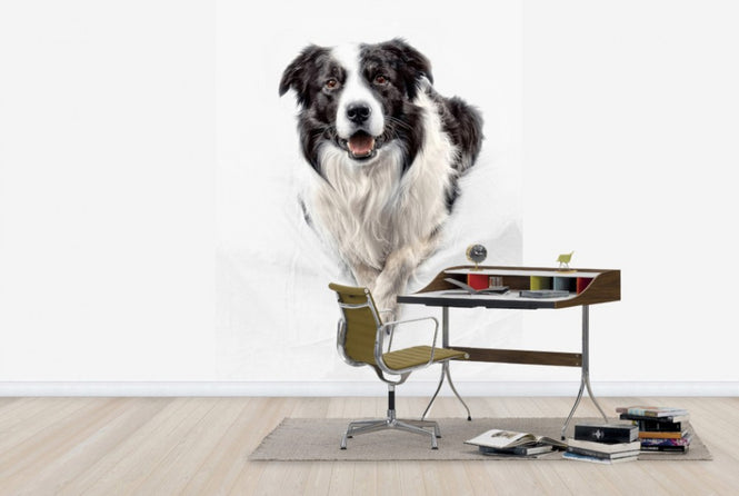 PHOTOWALL / Border Collie (e24076)