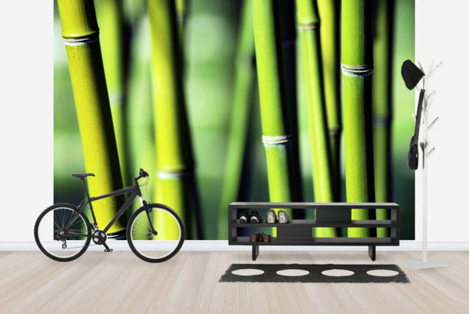 PHOTOWALL / Evergreen (e24099)