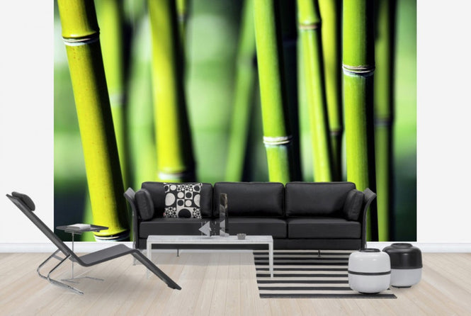 PHOTOWALL / Evergreen (e24099)