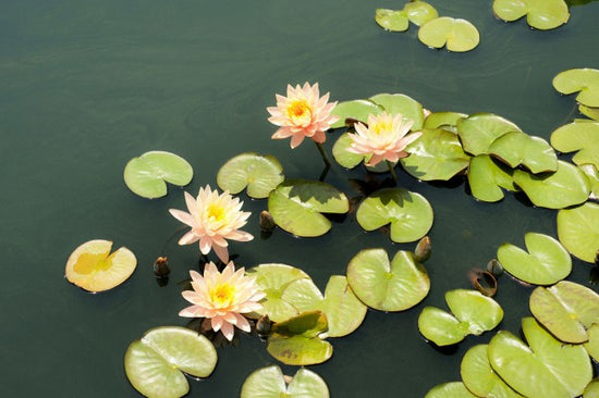 PHOTOWALL / Pond with Pale Pink Water Lilys (e24105)