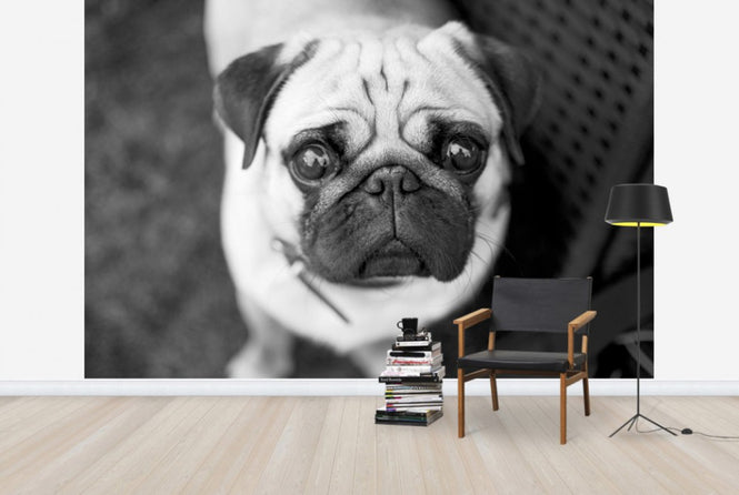 PHOTOWALL / Big Eyes (e24127)