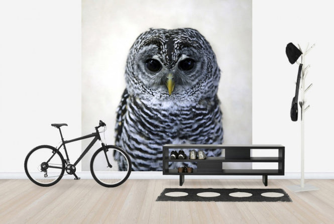 PHOTOWALL / Rufous Legged Owl (e24132)