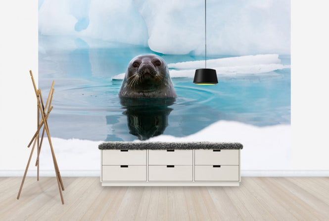 PHOTOWALL / Curious Seal (e24137)