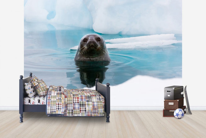 PHOTOWALL / Curious Seal (e24137)
