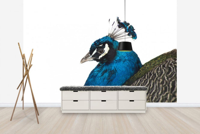 PHOTOWALL / Portrait of a Peacock (e24141)
