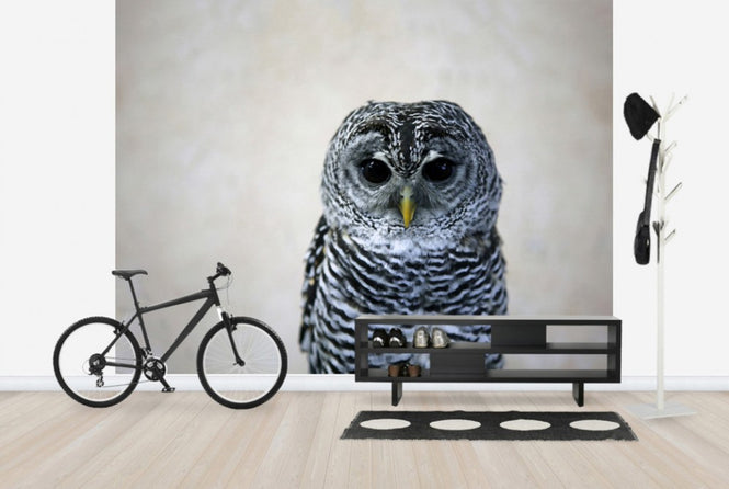 PHOTOWALL / Portrait of an Owl (e24357)