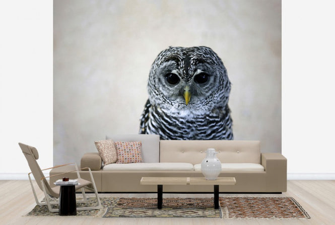 PHOTOWALL / Portrait of an Owl (e24357)