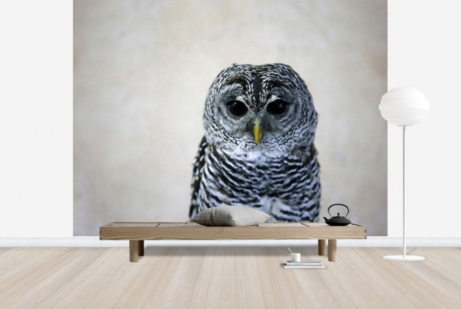 PHOTOWALL / Portrait of an Owl (e24357)