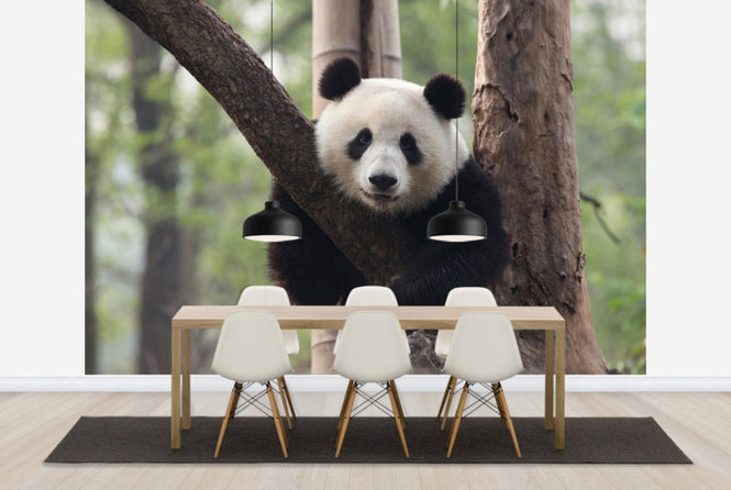 PHOTOWALL / Sweet Panda (e24364)