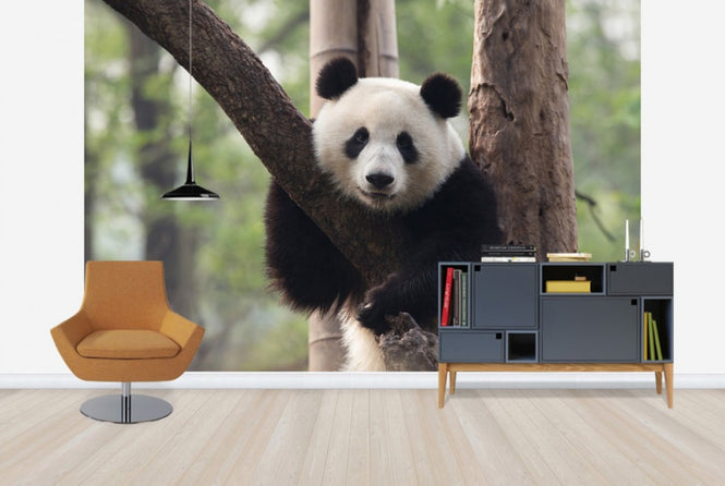 PHOTOWALL / Sweet Panda (e24364)