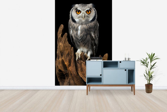 PHOTOWALL / White Faced Owl (e24368)