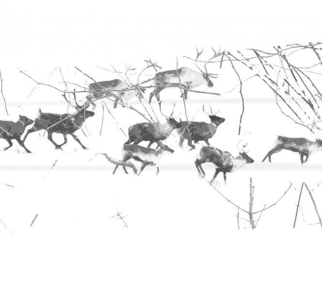 PHOTOWALL / Winter Wilderness (e24482)