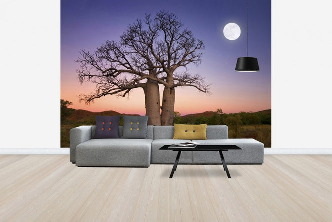 PHOTOWALL / Dancing Baobabs Kununurra (e24552)