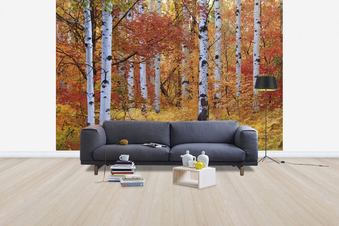 PHOTOWALL / Autumn Birches of the Rocky Mountains (e24622)