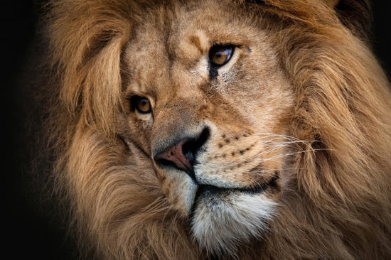 PHOTOWALL / Leo (e24647)